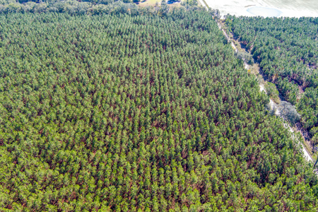 Land For Sale In Suwannee County!!! - image 12