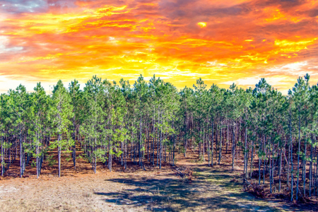Land For Sale In Suwannee County!!! - image 13