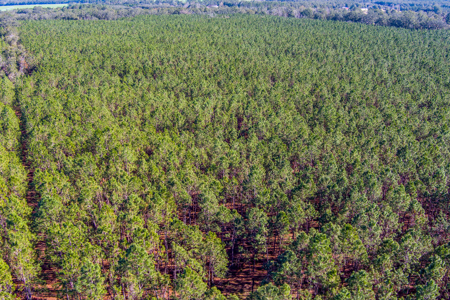 Land For Sale In Suwannee County!!! - image 11