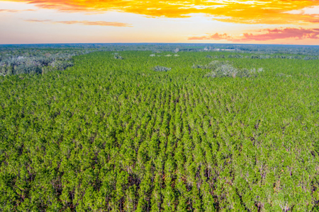 Land For Sale In Suwannee County!!! - image 10
