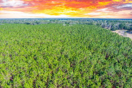 Land For Sale In Suwannee County!!! - image 9