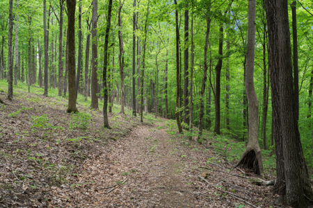 Luxury Woodland Retreat Minutes from Leipers Fork & Franklin - image 49