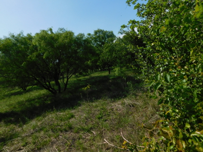 Amazing 43.03 acres inside the Brownwood Texas city limits - image 2