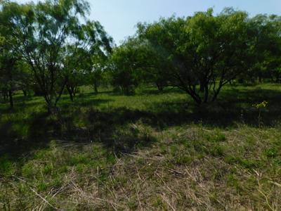 Amazing 43.03 acres inside the Brownwood Texas city limits - image 9