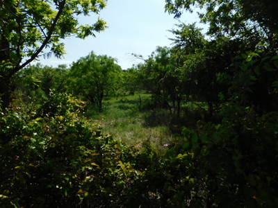 Amazing 43.03 acres inside the Brownwood Texas city limits - image 7
