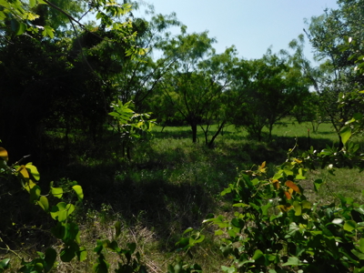 Amazing 43.03 acres inside the Brownwood Texas city limits - image 6