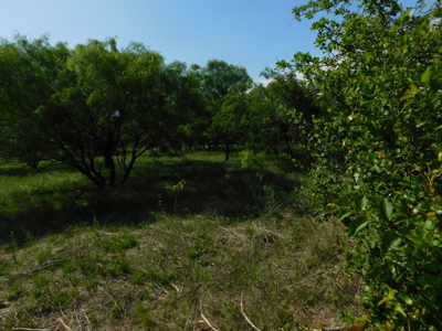 Amazing 43.03 acres inside the Brownwood Texas city limits - image 10