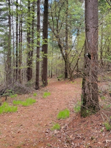 2- Country Homes on 12 +/- Acres - image 23