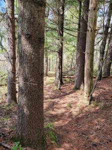 2- Country Homes on 12 +/- Acres - image 21