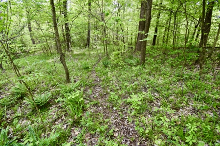 25 Acres in Dubois County- Borders Patoka Lake - image 7