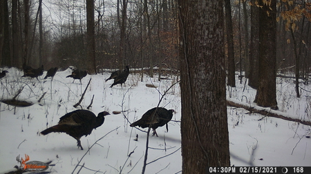 25 Acres in Dubois County- Borders Patoka Lake - image 21