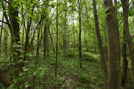 25 Acres in Dubois County- Borders Patoka Lake - image 6