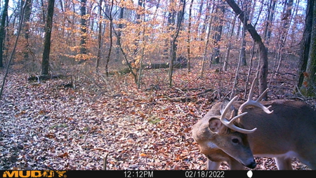 25 Acres in Dubois County- Borders Patoka Lake - image 23