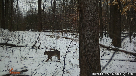 25 Acres in Dubois County- Borders Patoka Lake - image 22