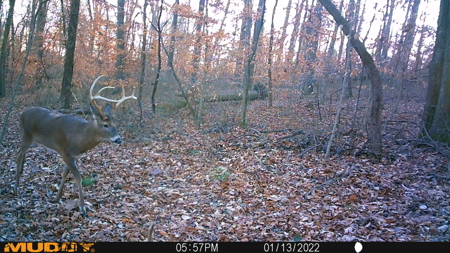 25 Acres in Dubois County- Borders Patoka Lake - image 19