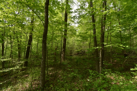 25 Acres in Dubois County- Borders Patoka Lake - image 14