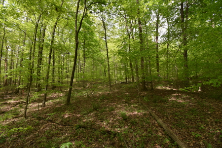 25 Acres in Dubois County- Borders Patoka Lake - image 13