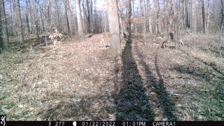 25 Acres in Dubois County- Borders Patoka Lake - image 25