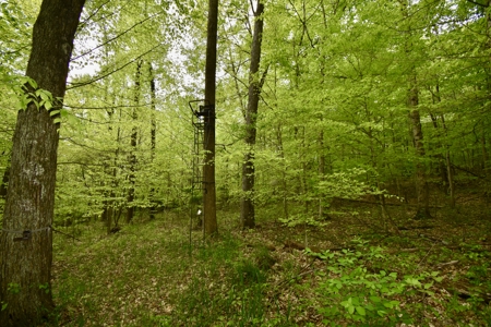25 Acres in Dubois County- Borders Patoka Lake - image 12
