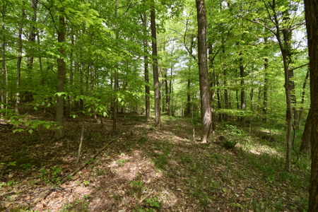 25 Acres in Dubois County- Borders Patoka Lake - image 11