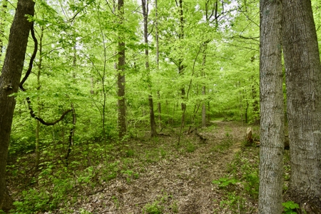 25 Acres in Dubois County- Borders Patoka Lake - image 15