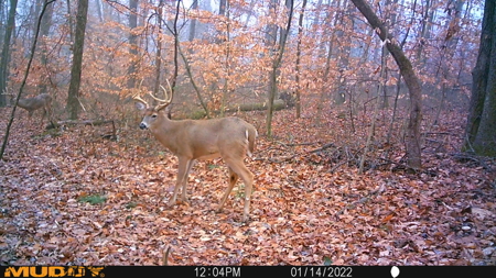 25 Acres in Dubois County- Borders Patoka Lake - image 20