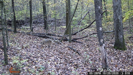 25 Acres in Dubois County- Borders Patoka Lake - image 24