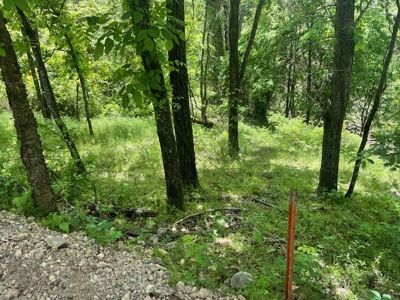 Spring Fed Pond On 2.5 Acres Near Bull Shoals Lake - image 5