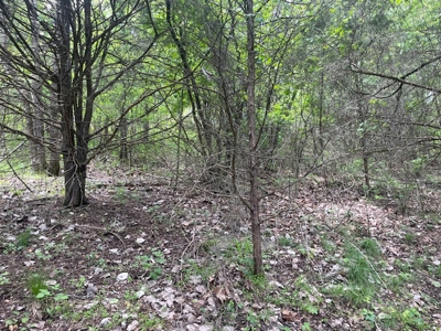 Spring Fed Pond On 2.5 Acres Near Bull Shoals Lake - image 8