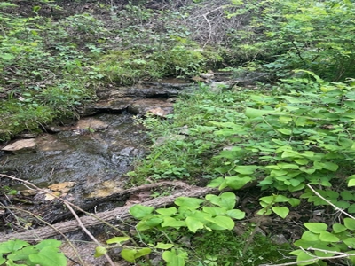 Spring Fed Pond On 2.5 Acres Near Bull Shoals Lake - image 7