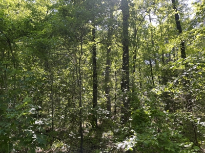 10 +/- Acres Off-Grid Retreat - Kiamichi Wilderness (Daisy Side) - image 2