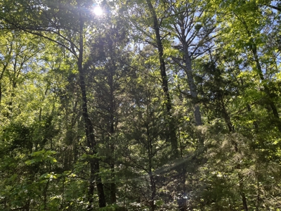 10 +/- Acres Off-Grid Retreat - Kiamichi Wilderness (Daisy Side) - image 5