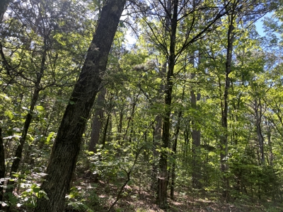 10 +/- Acres Off-Grid Retreat - Kiamichi Wilderness (Daisy Side) - image 6