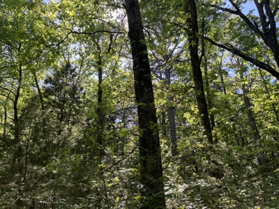 10 +/- Acres Off-Grid Retreat - Kiamichi Wilderness (Daisy Side) - image 4