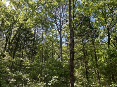 10 +/- Acres Off-Grid Retreat - Kiamichi Wilderness (Daisy Side) - image 10