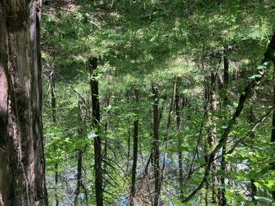 Recreational, hunting, off grid land bordering National Forest - image 10