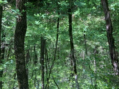Recreational, hunting, off grid land bordering National Forest - image 11
