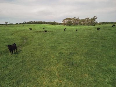 Missouri Ozarks Farm Ground for Sale in Mountain View Missouri - image 22