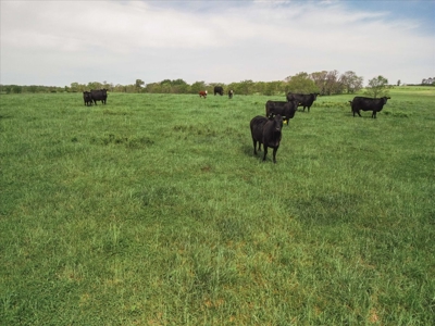 Missouri Ozarks Farm Ground for Sale in Mountain View Missouri - image 24