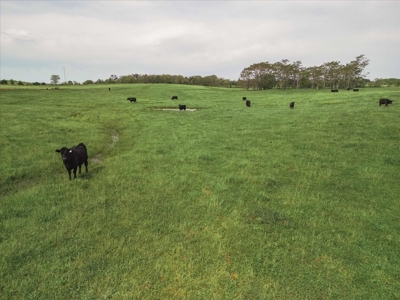 Missouri Ozarks Farm Ground for Sale in Mountain View Missouri - image 23