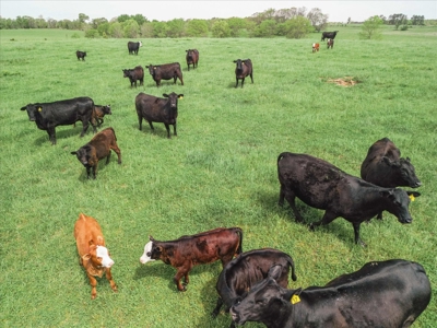 Missouri Ozarks Farm Ground for Sale in Mountain View Missouri - image 28