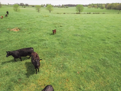Missouri Ozarks Farm Ground for Sale in Mountain View Missouri - image 29