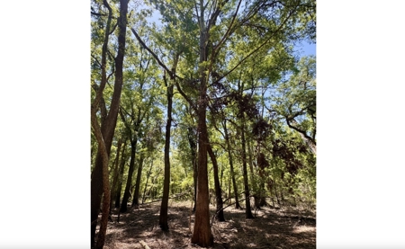 River Community Lot For Sale in O'Brien, Florida - image 3