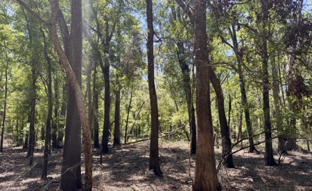 River Community Lot For Sale in O'Brien, Florida - image 6