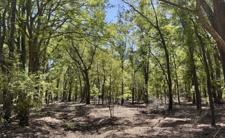 River Community Lot For Sale in O'Brien, Florida - image 5