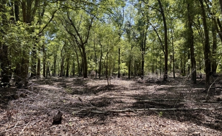 River Community Lot For Sale in O'Brien, Florida - image 4