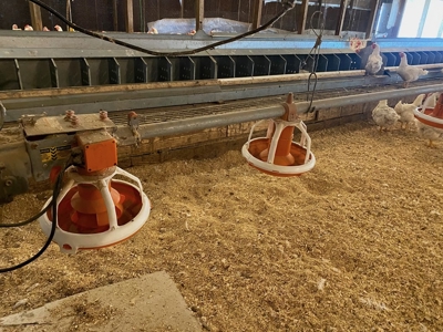 Poultry 4 House Breeder/Egg Farm for Sale Mississippi - image 26
