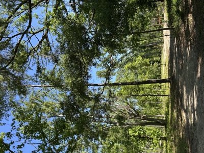 Four Acres Plus Utilities & Rv Hookup For Sale In Jasper, Fl - image 9