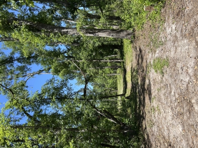 Four Acres Plus Utilities & Rv Hookup For Sale In Jasper, Fl - image 12