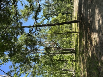 Four Acres Plus Utilities & Rv Hookup For Sale In Jasper, Fl - image 10